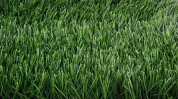 Olympic Grass