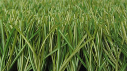 Saphire Grass